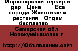 Йоркширский терьер в дар › Цена ­ 1 - Все города Животные и растения » Отдам бесплатно   . Самарская обл.,Новокуйбышевск г.